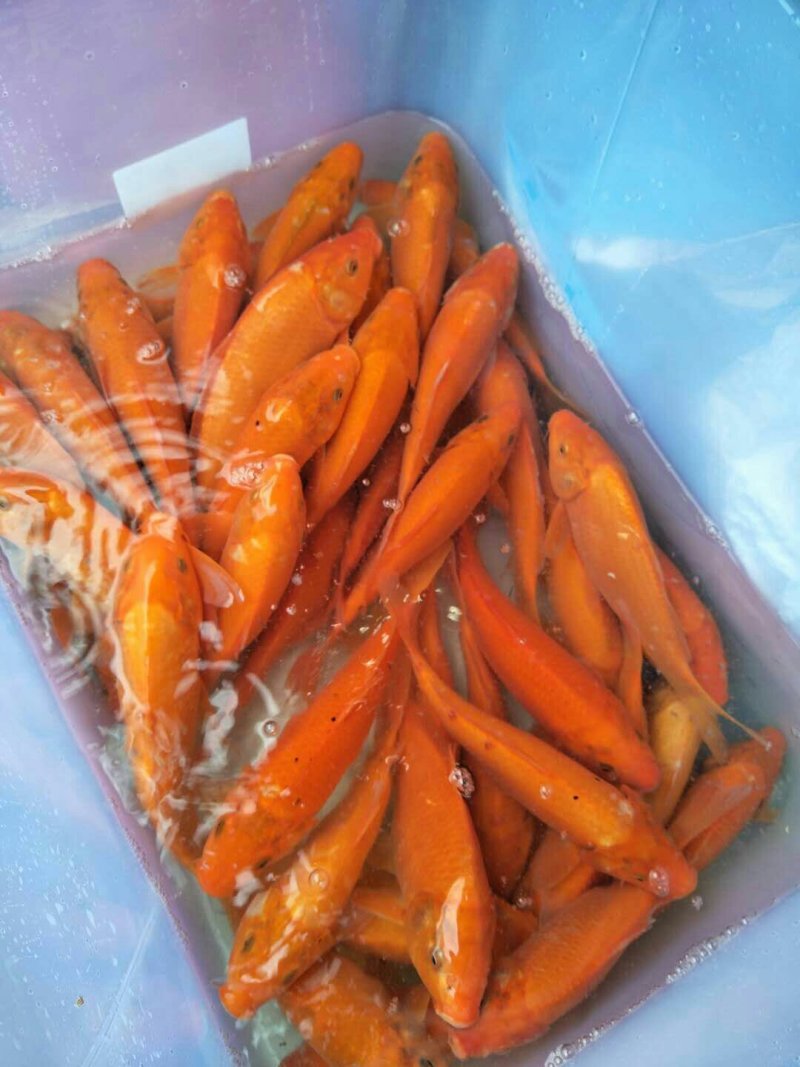 兴国红鲤鱼