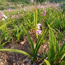 紫花三叉小白芨种苗10~60高cm高根茎1~6cm