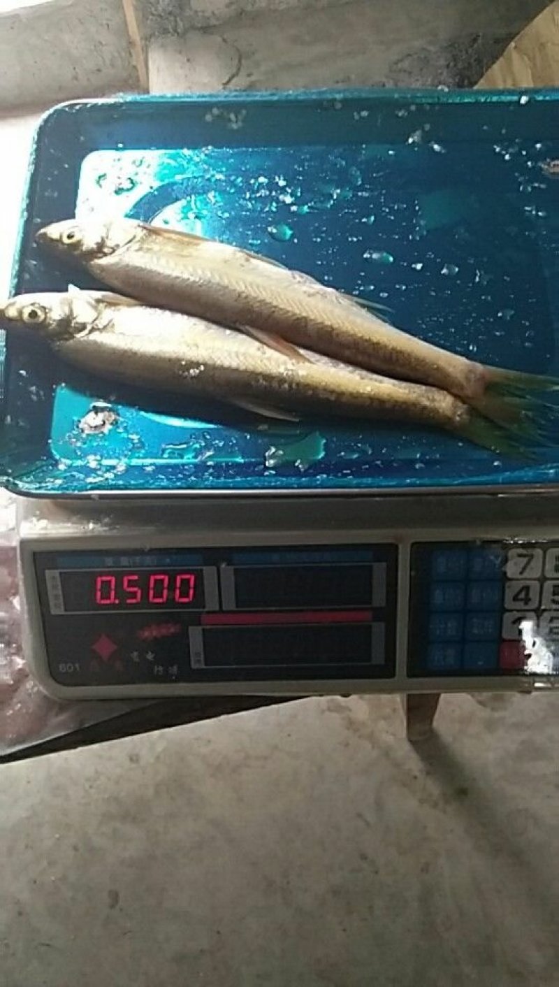 翘嘴白鱼大白刁鱼