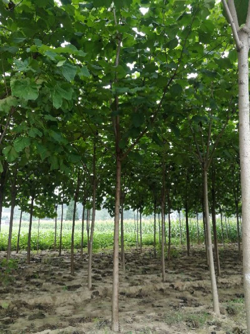 10公分梓树