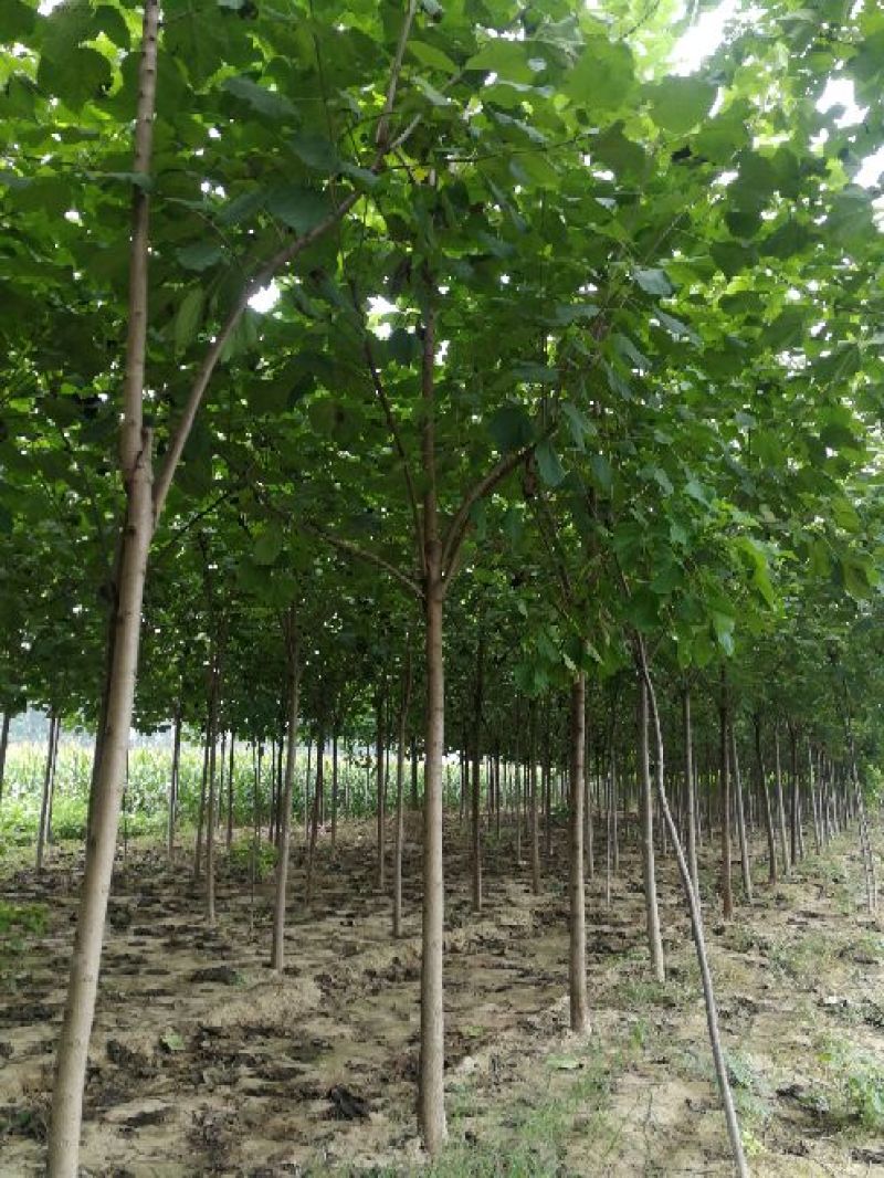 10公分梓树