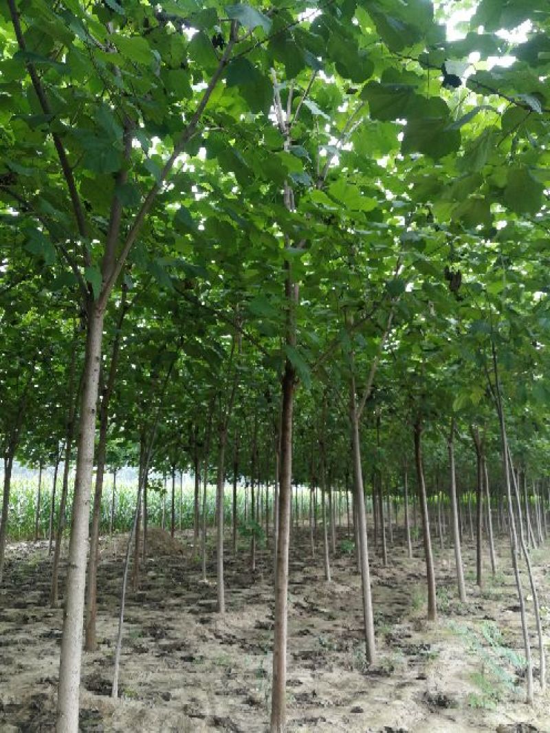 10公分梓树