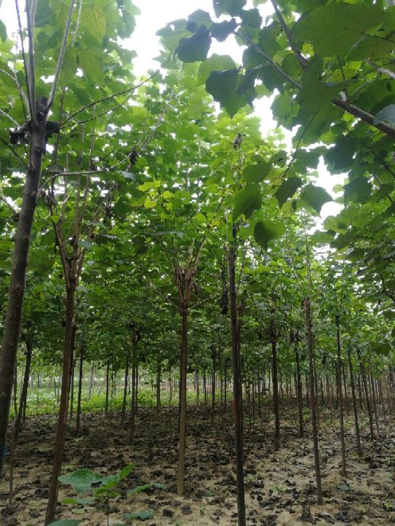 10公分梓树
