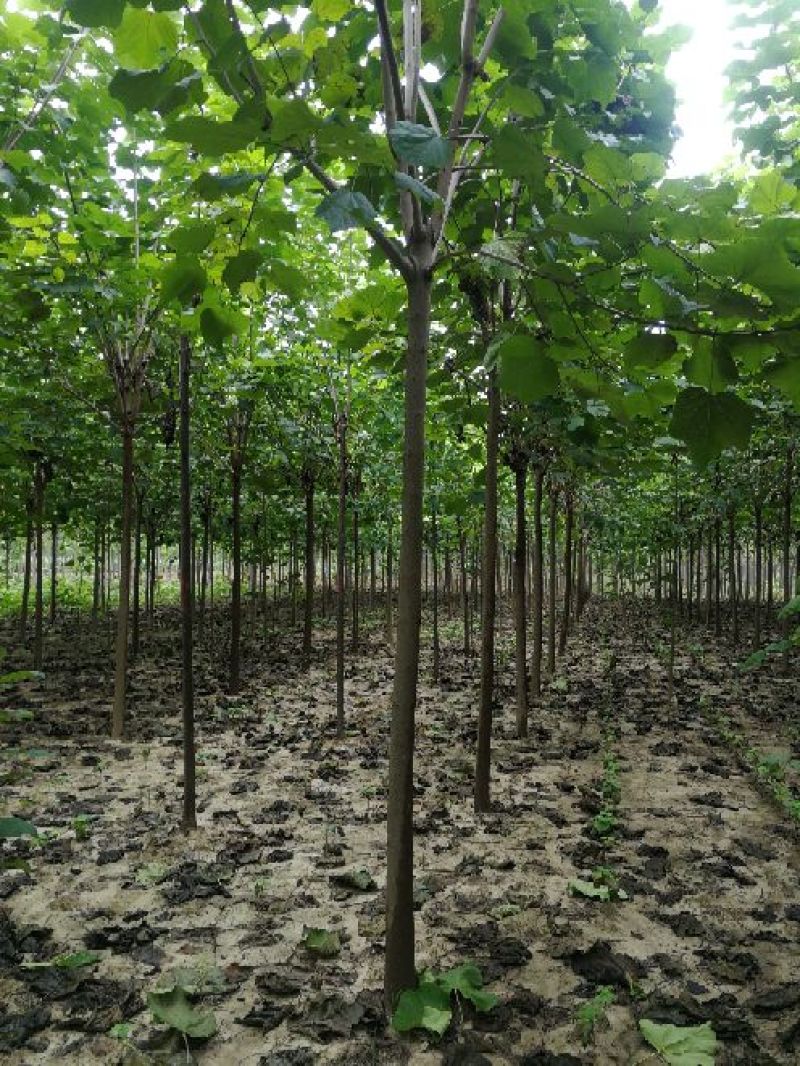 10公分梓树