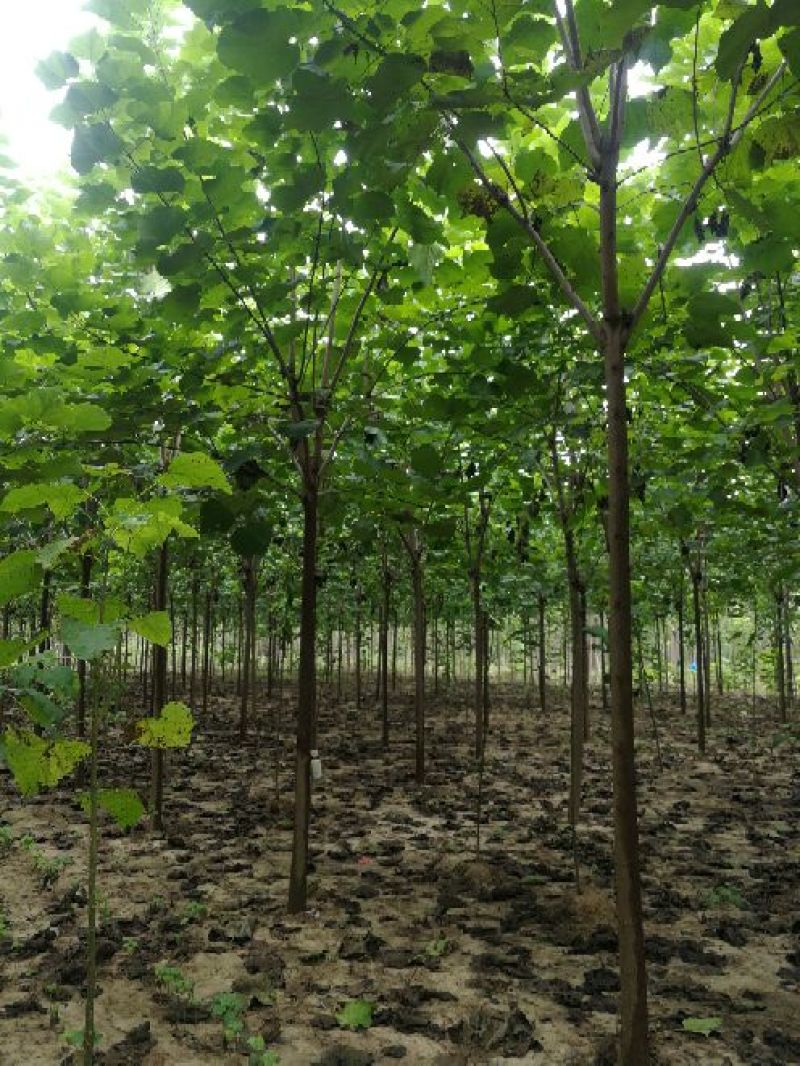 10公分梓树