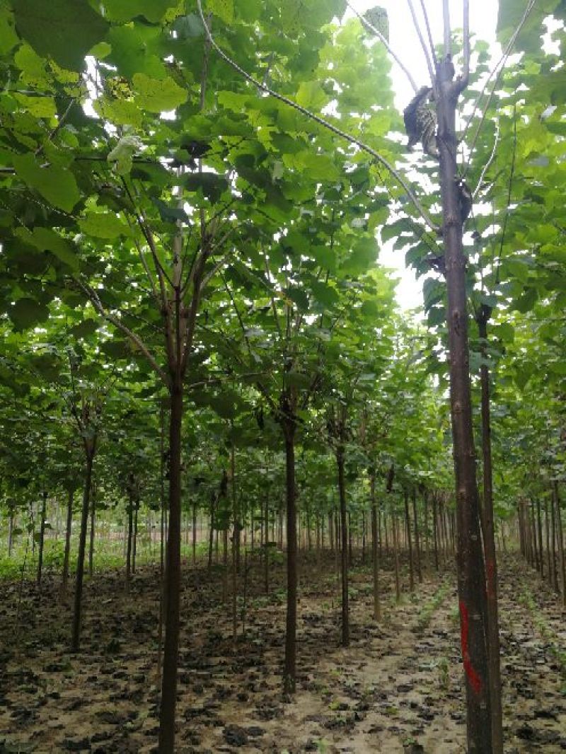 10公分梓树