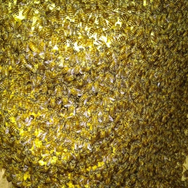 贵州中药材百花蜜,土蜂蜜