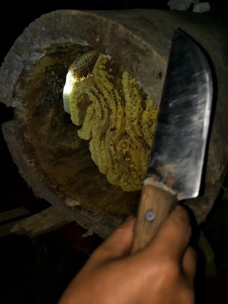 贵州中药材百花蜜，土蜂蜜