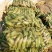烟薯253两以上通货红皮红心包装