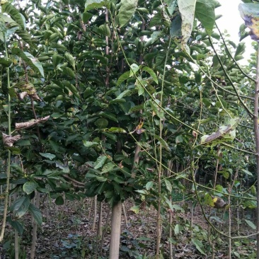 红玉兰