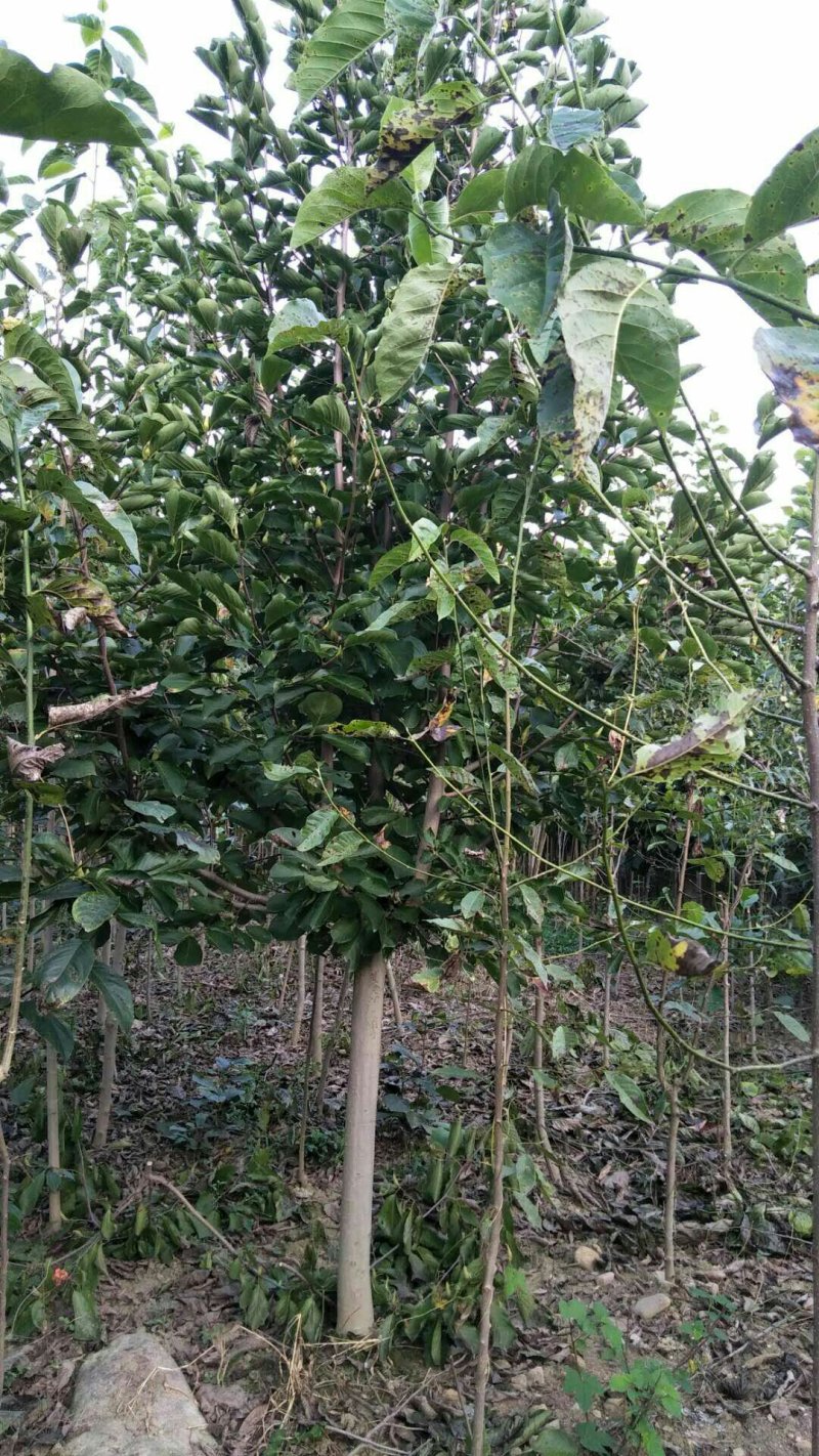 红玉兰