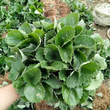 全明星草莓苗脱毒草莓苗法兰地草莓苗便宜草莓苗