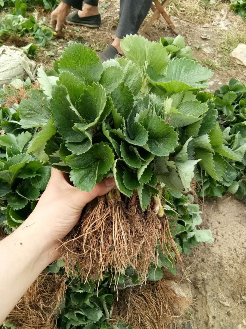 全明星草莓苗脱毒草莓苗法兰地草莓苗便宜草莓苗