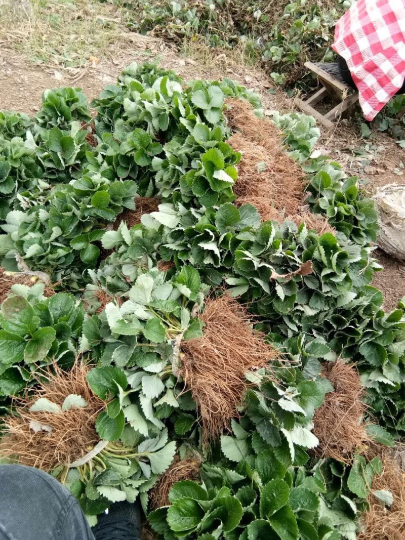 全明星草莓苗脱毒草莓苗法兰地草莓苗便宜草莓苗