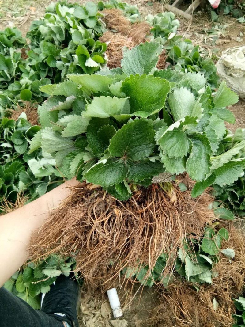 全明星草莓苗脱毒草莓苗法兰地草莓苗便宜草莓苗