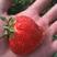 全明星草莓苗脱毒草莓苗法兰地草莓苗便宜草莓苗