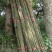 大量供应两米五竹竿批发大棚竹竿物美价廉一手货源