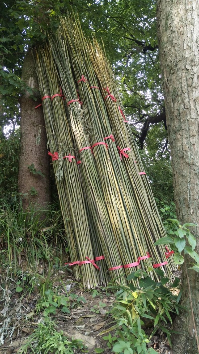 大量供应两米五竹竿批发大棚竹竿物美价廉一手货源