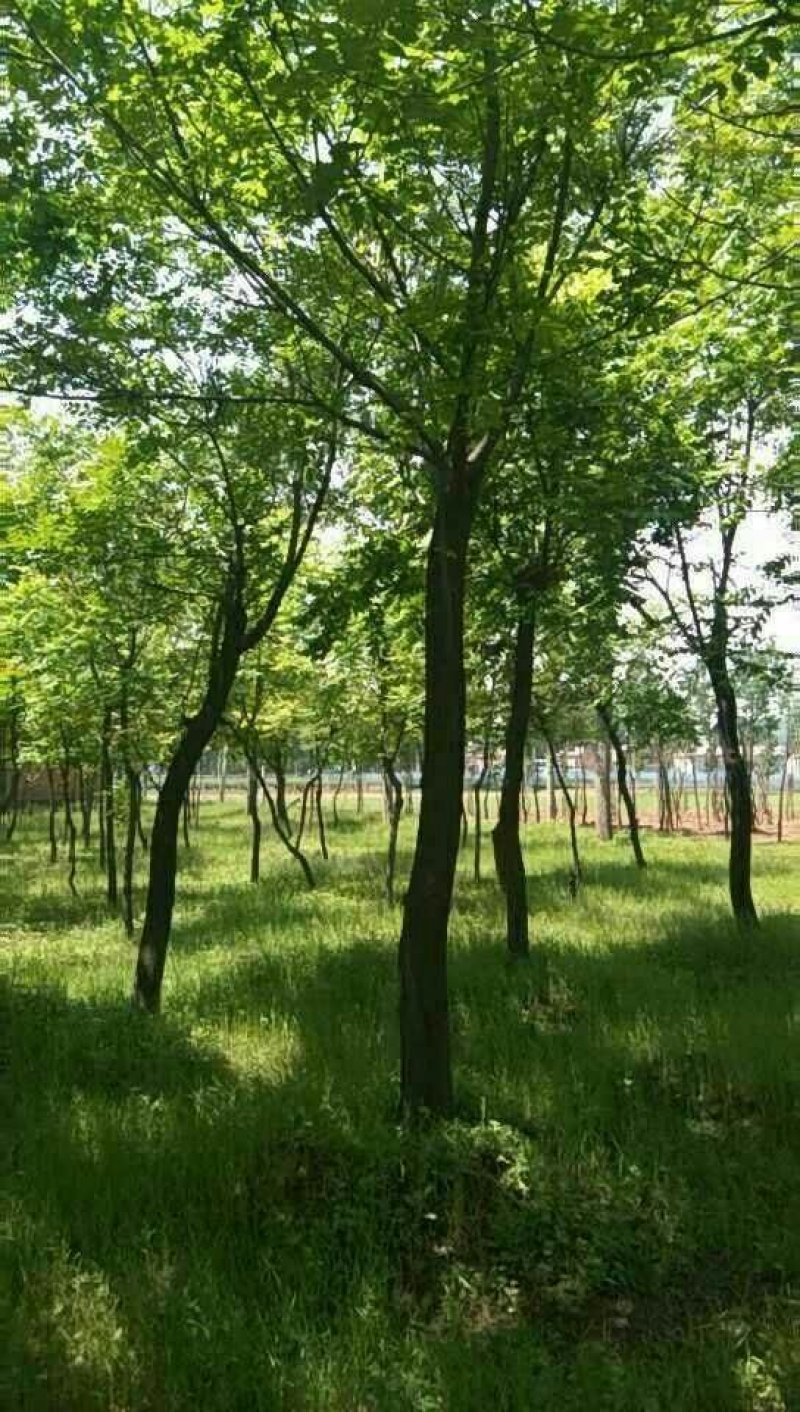 北京栾