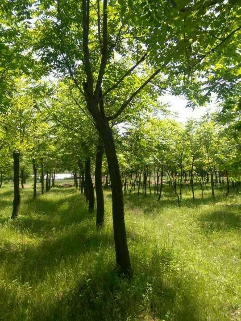 北京栾