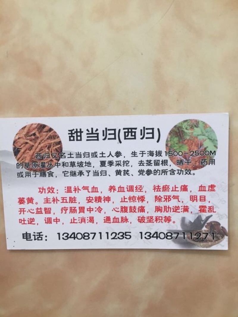 大量当归现货供应质优价廉长期合作欢迎洽谈