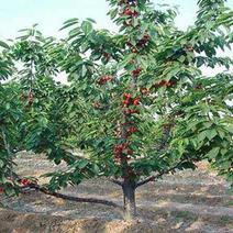 各种品种的大樱桃苗出货，山东大樱桃基地，