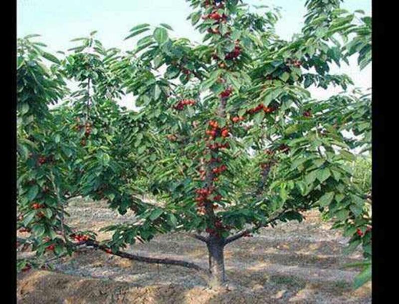 各种品种的大樱桃苗出货，山东大樱桃基地，
