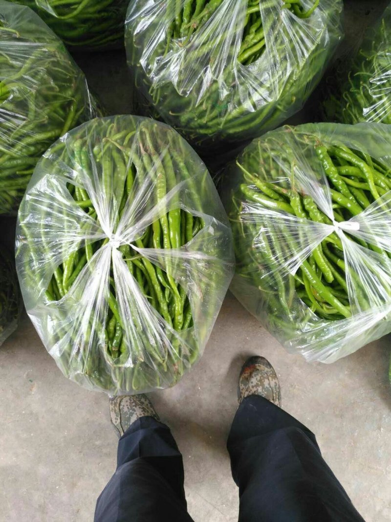 自家线线辣子
