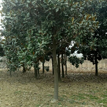 广玉兰