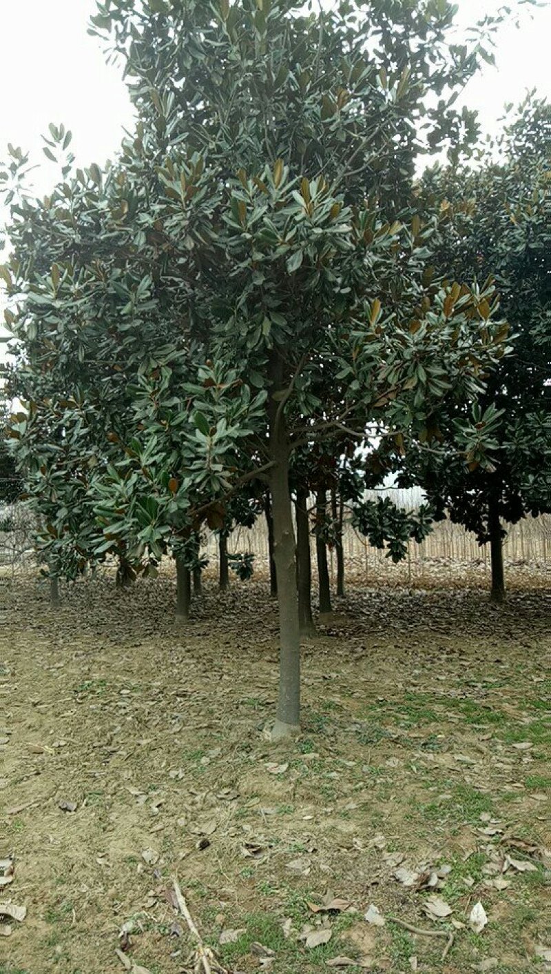 广玉兰