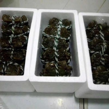 一手货源，需要什么规格都有！