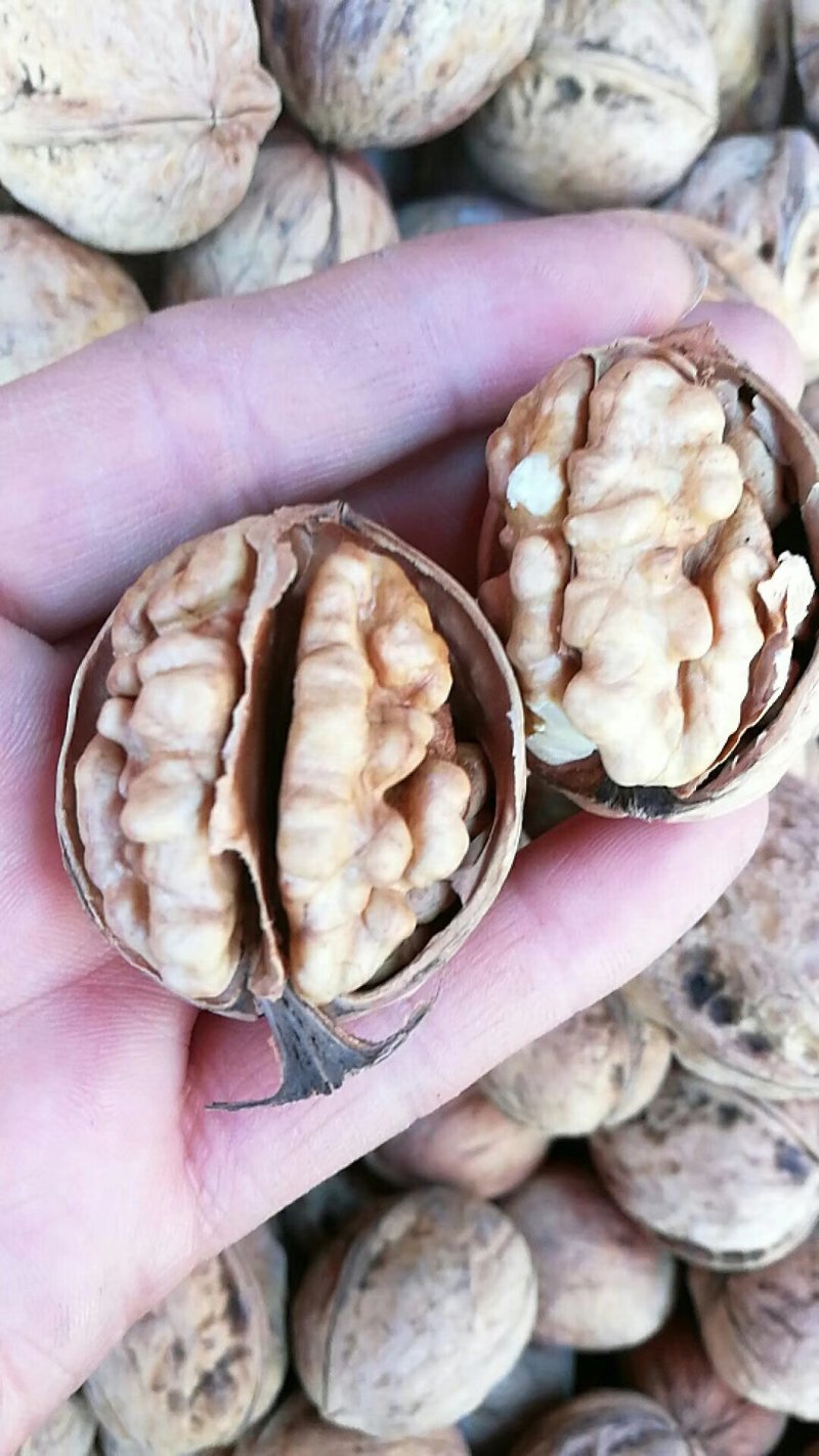 核桃新疆阿克苏185纸皮核桃，洗过，30mm以上