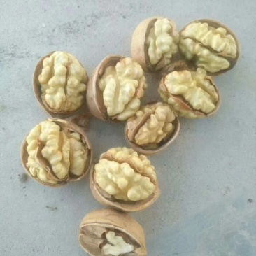 核桃新疆阿克苏185纸皮核桃，洗过，30mm以上