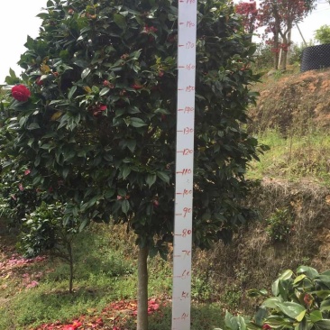 品种茶花地栽树苗花场直销绿化树苗福建产地直销一手货源实地