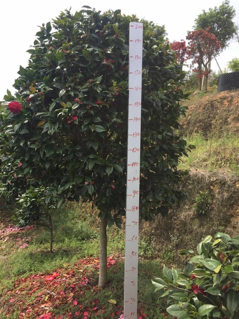 品种茶花地栽树苗花场直销绿化树苗福建产地直销一手货源实地