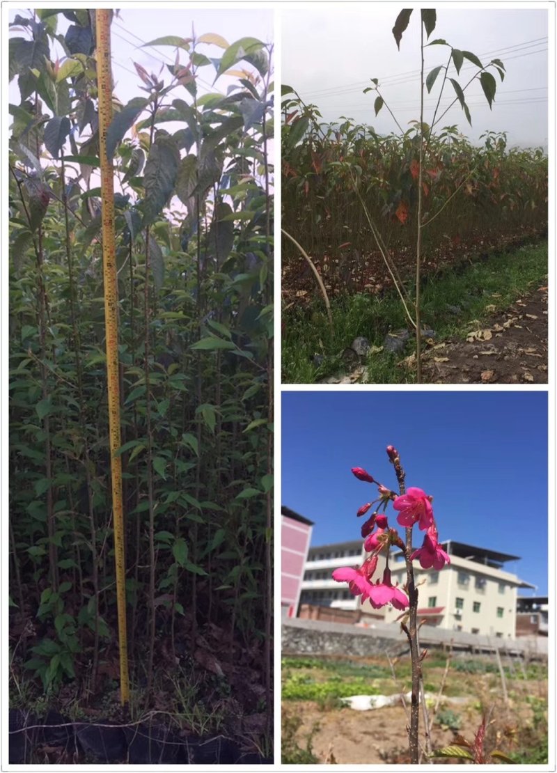 樱花苗永福基地直销一手货源长期供应欢迎参观指导