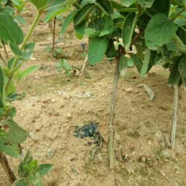 一年四季金银花苗