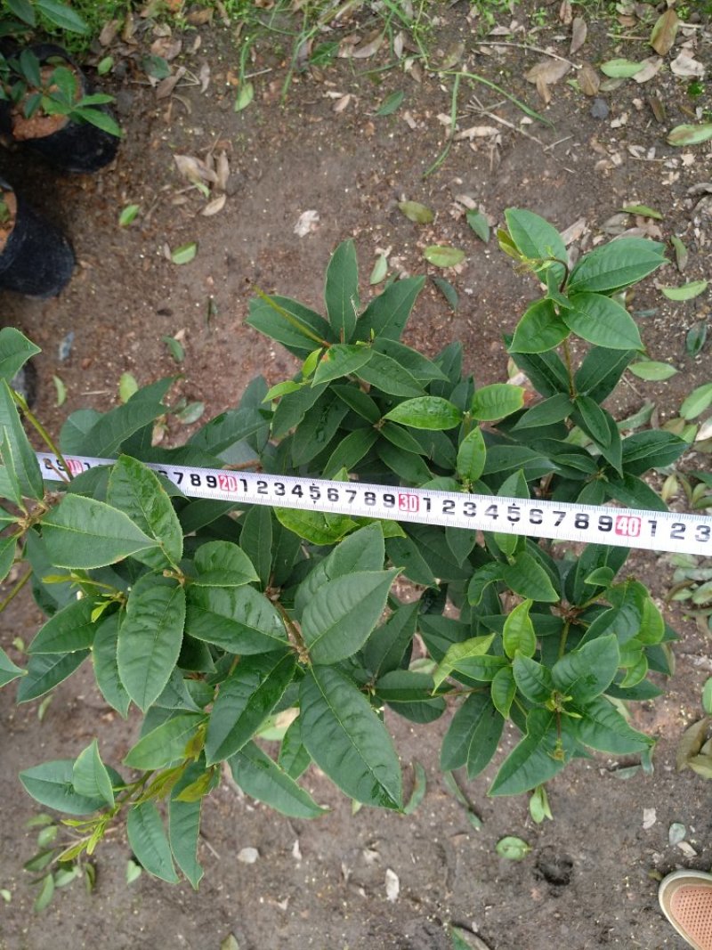 桂花杯苗树苗绿化苗基地直销批发福建产地一手货源可视频实地