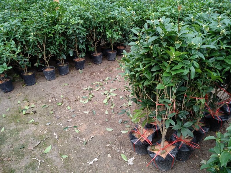 桂花杯苗树苗绿化苗基地直销批发福建产地一手货源可视频实地