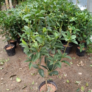 桂花杯苗树苗绿化苗基地直销批发福建产地一手货源可视频实地