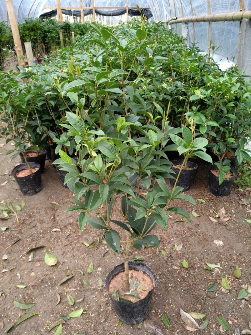 桂花杯苗树苗绿化苗基地直销批发福建产地一手货源可视频实地