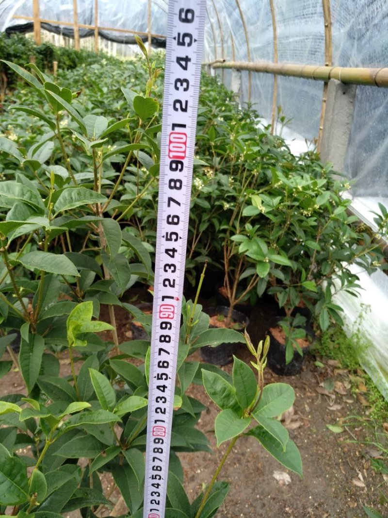 桂花杯苗树苗绿化苗基地直销批发福建产地一手货源可视频实地