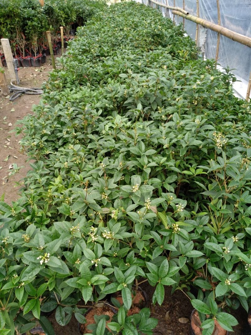 桂花杯苗树苗绿化苗基地直销批发福建产地一手货源可视频实地