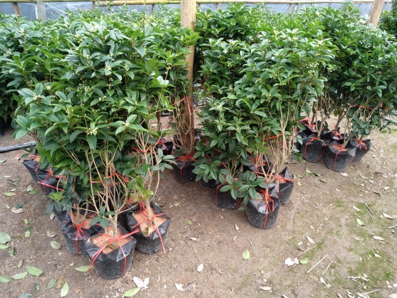 桂花杯苗树苗绿化苗基地直销批发福建产地一手货源可视频实地