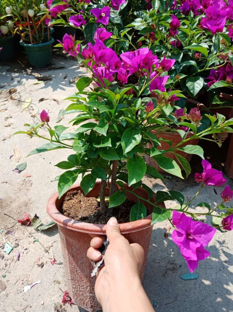 三角梅精品盆栽漳州基地种植一手货源视频看货欢迎实地参观