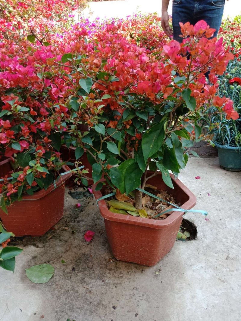三角梅精品盆栽漳州基地种植一手货源视频看货欢迎实地参观