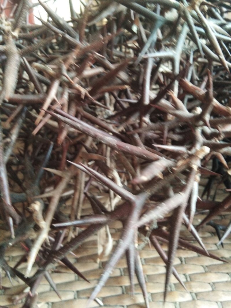 皂角树皂角刺