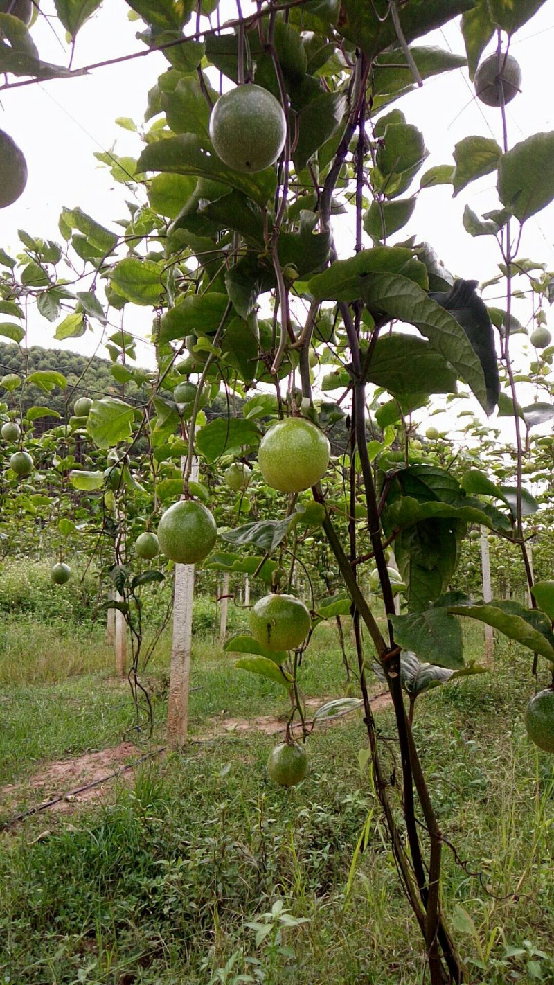 黄金百香果