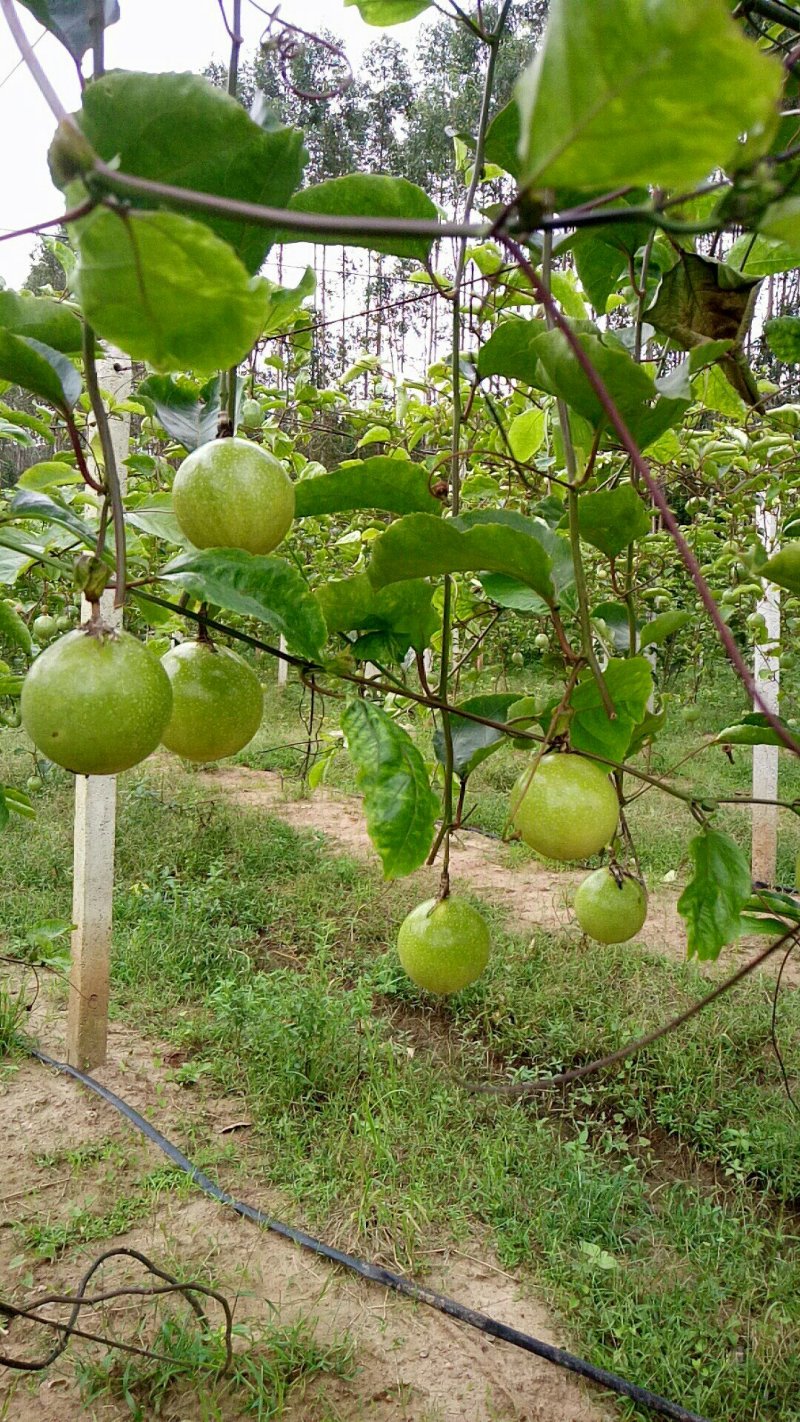 黄金百香果