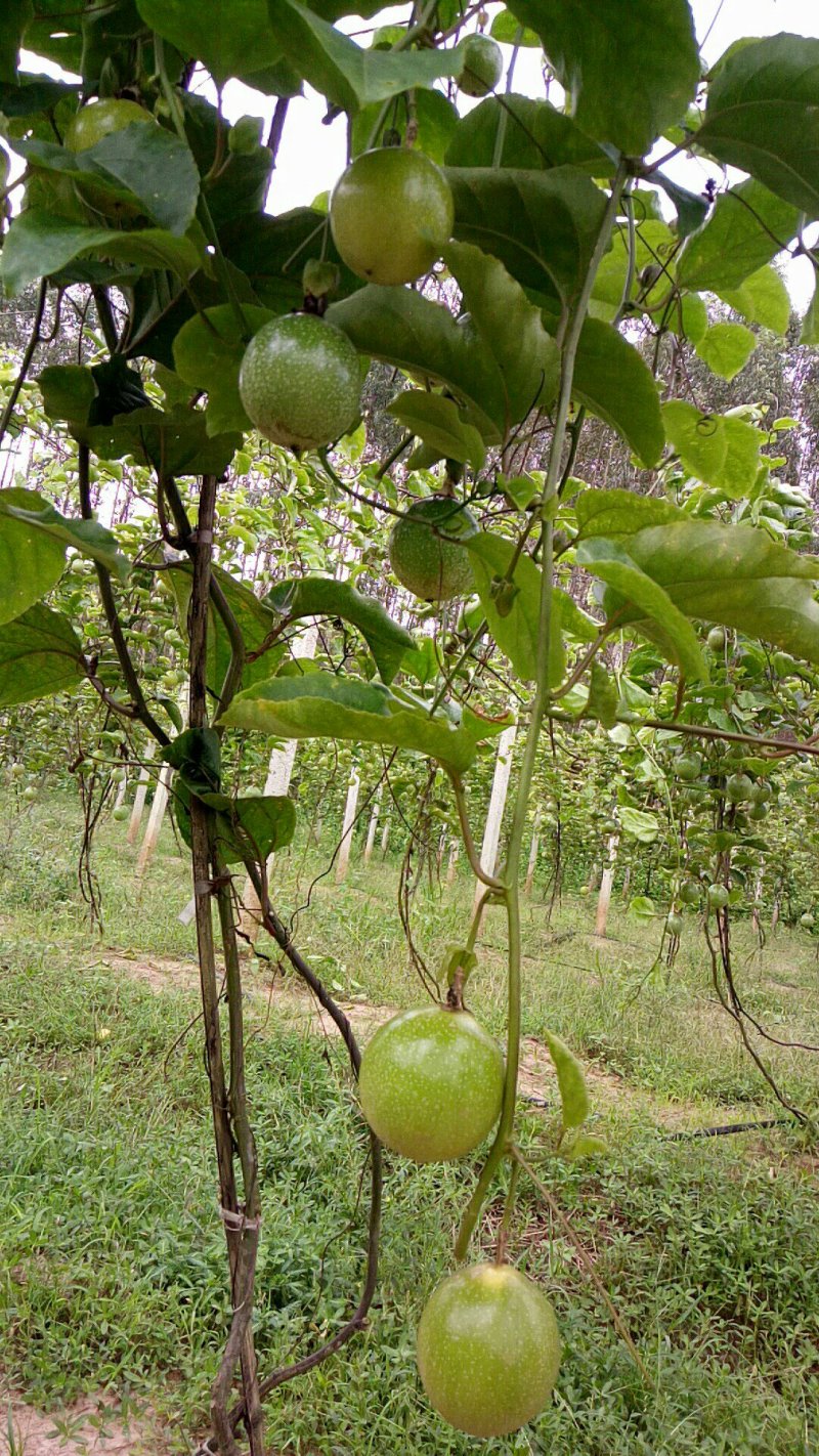 黄金百香果